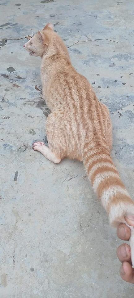 j_stocky's tweet photo. This cat fucked up bruh https://t.co/OAeIWv8WUA
