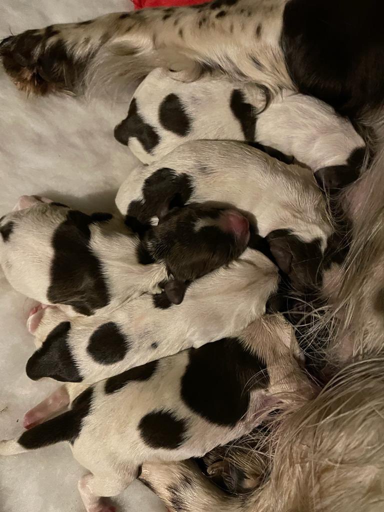 Beautiful litter of eight puppies by Clyde just born yesterday. They don’t belong to me but I can put you in touch with the owner if you’re interested. Both parents DNA tested so the puppies will be hereditary clear