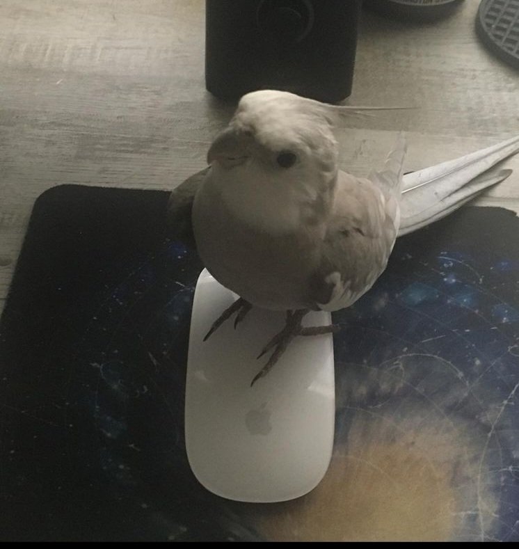 #BringBirdmanHome #RewardMoney #GrayCockatiel #MissingBird #MissingPet #LostPet #LostBird