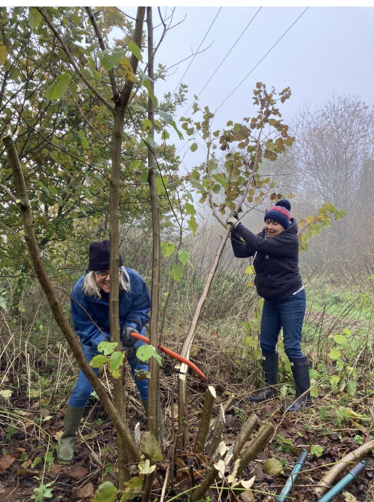 NetherclayW's tweet image. Now the breeding season is over  @NetherclayW volunteers have begun the next rotation of coppicing along one of the paths. This is actually on the Somerset Wildlife Trust side. We work very closely with @SomersetWT and help each other out #hardworkbutfun
￼