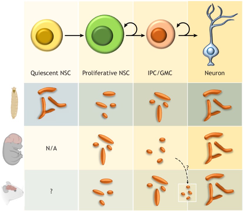 Dev_journal's tweet photo. Mitochondrial respiration and dynamics of in vivo neural stem cells

In their #OpenAccess Spotlight, @stavroulapetr, @dddnyanesh228, Richa Rikhy and @jellevda highlight the key role of mitochondria in neural stem cell transitions. 

https://t.co/cN5KKh7e4i https://t.co/TTGXjtkxqU