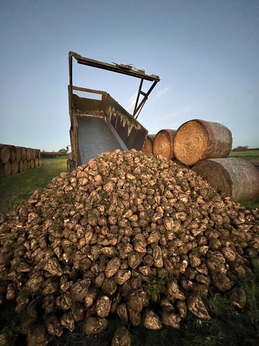 SustEnvFarming's tweet photo. Late night
Early morning
#beet22 @NFUSugar
@thecure
The beat / beet goes on
Grand stuff https://t.co/qZwyUREpy4