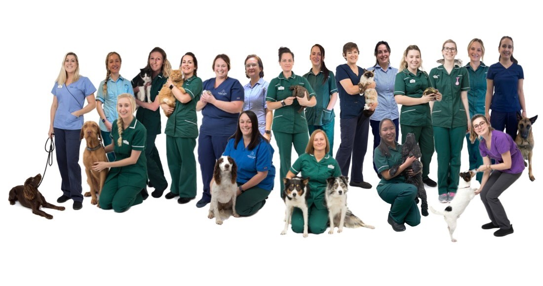 VetTimesJobs's tweet photo. Registered Veterinary Nurse – North Somerset – Salary of £26,000 to £31,000 

Are you an experienced RVN looking for your next role within an expanding team of amazing nurses, in an independent practice?

To find out more: https://t.co/5A2pEOF8p2 https://t.co/MQJon3Idgv
