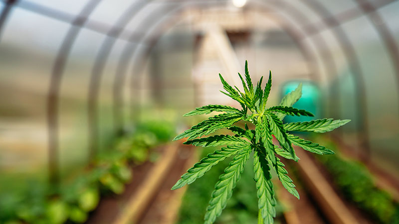 #WednesdayWisdom What is GMP and what does it mean to the cannabis industry? ow.ly/Znpt50LOSx2