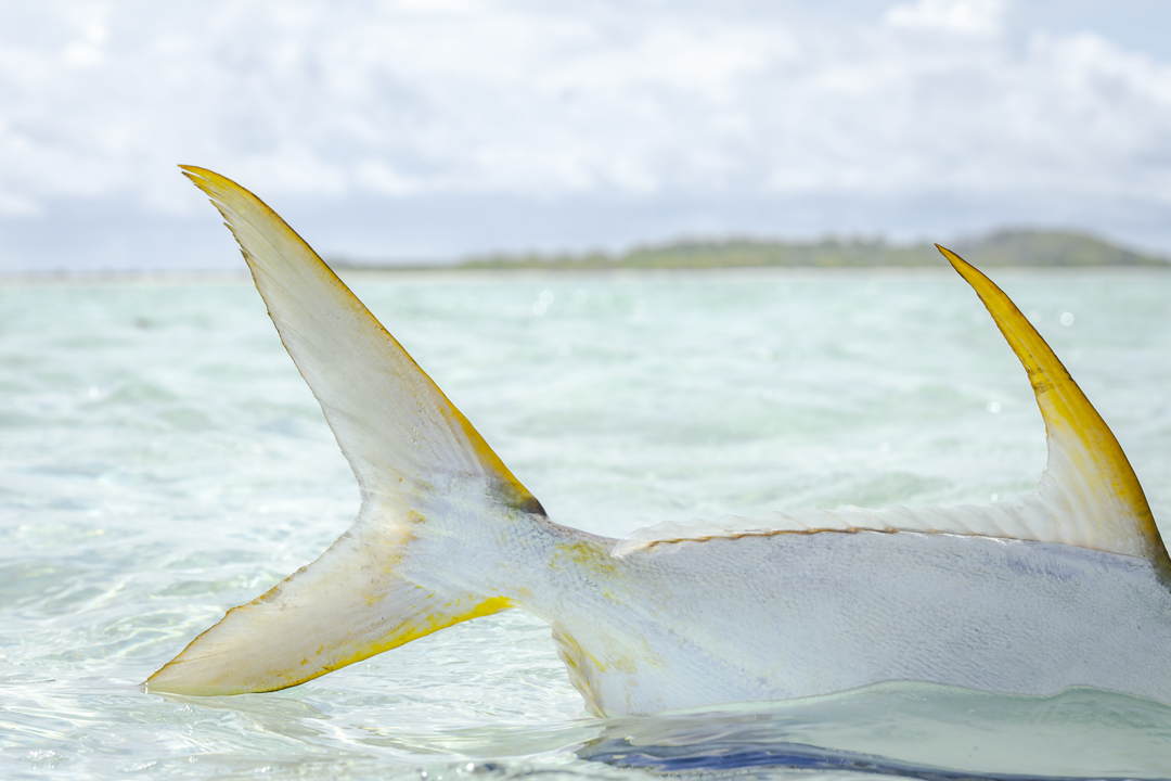 STRIKING GOLD 💫

Indo-Pacific permit – the fish of a thousand casts, leaving every angler wanting more!