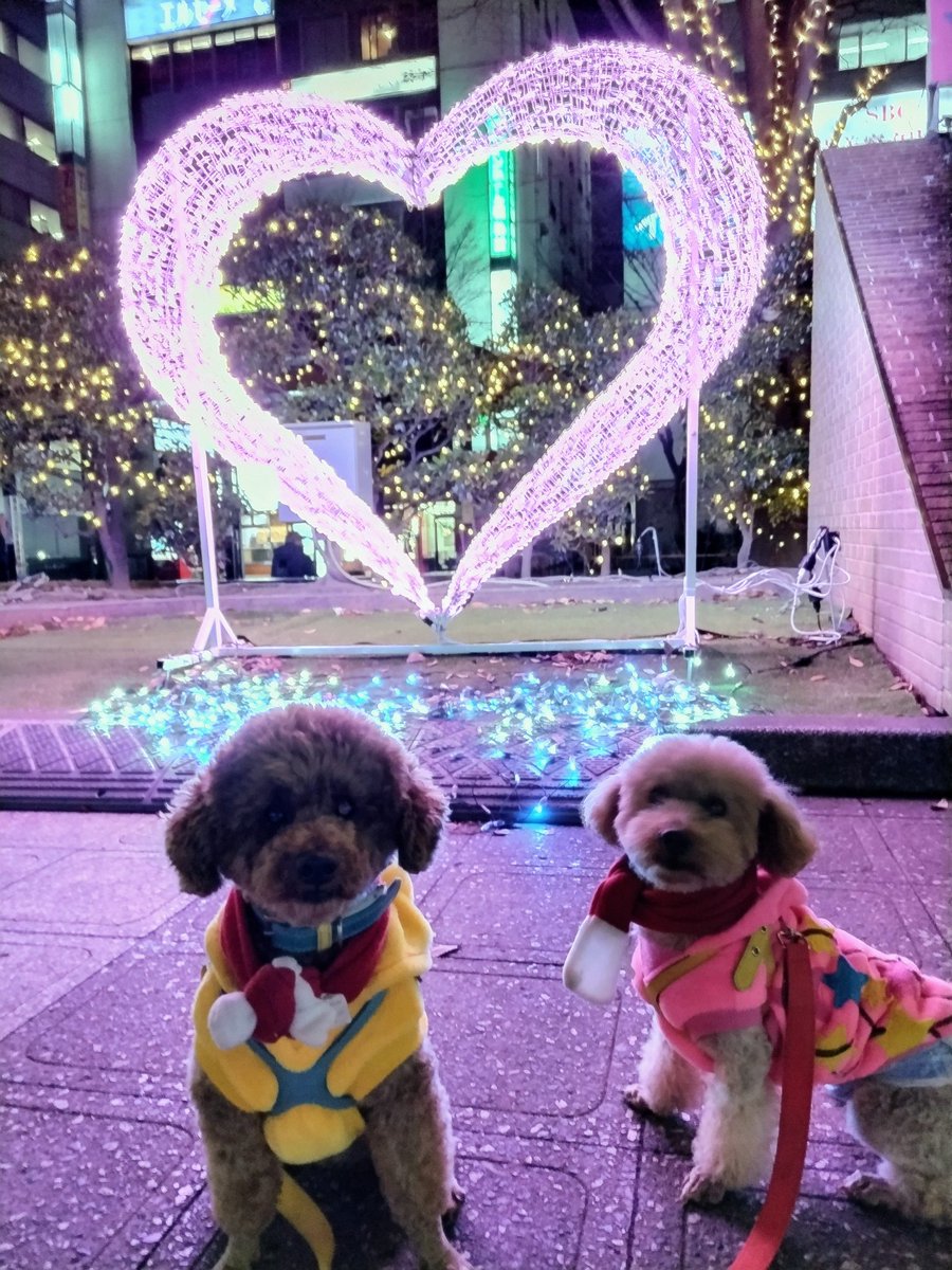 pooh715maru217's tweet photo. 大好きで大切な宝の子
LOVE💕LOVE

#しっぽ会　#イエローリボン
#心臓肥大　#尿石
#イルミネーション 
#福島市駅前 https://t.co/Oa1BPL2eHj