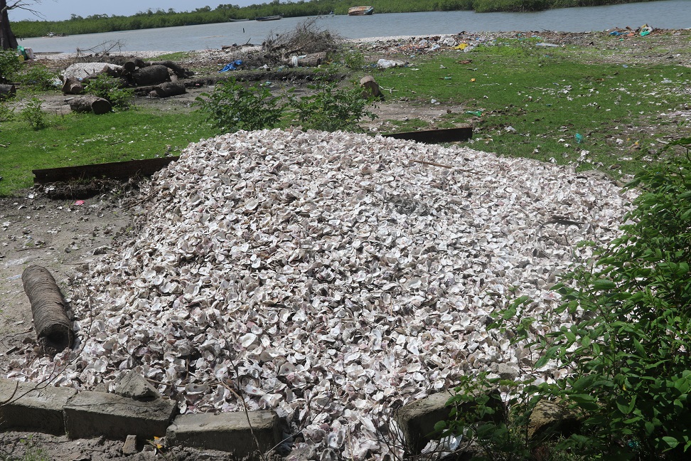 FAOSenegal's tweet photo. 🐚🦪Au #Senegal, @FAO aide à développer une filière des coquillages conforme aux exigences sanitaires et environnementales internationales, grâce à l’appui💵 du Fonds pour l’application des normes et le développement du commerce

➕ℹ️👉🏿https://t.co/3WdOTqSQm9

#SDTF #SDTFsn https://t.co/qpk8JG36uY
