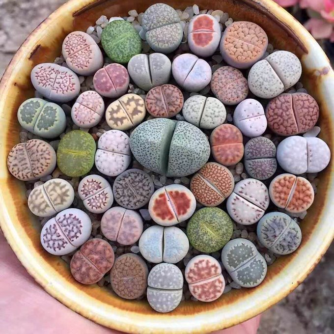 Lithops are Namibian and South African plants that have evolved to look like stones [read more: bit.ly/2gLSyHy]