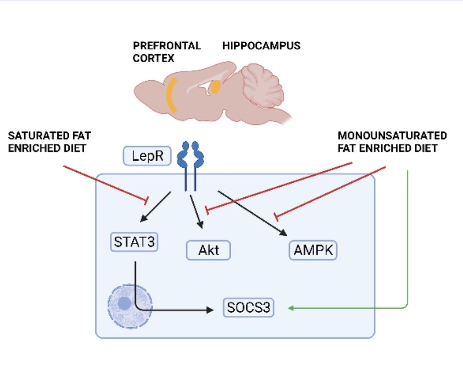 AdipoBrain's tweet photo. Really happy to show our last publication in #neuroscienceletters about how diet fat composition alters leptin signaling in brain areas involved in cognition and behaviour 🧠🐁. Congrats to @psibiamem @UNED_Psicologia @FarmaciaCEU @USPCEU @Equipodoct 
https://t.co/WGeYdlJPVw https://t.co/nIuvYceShw