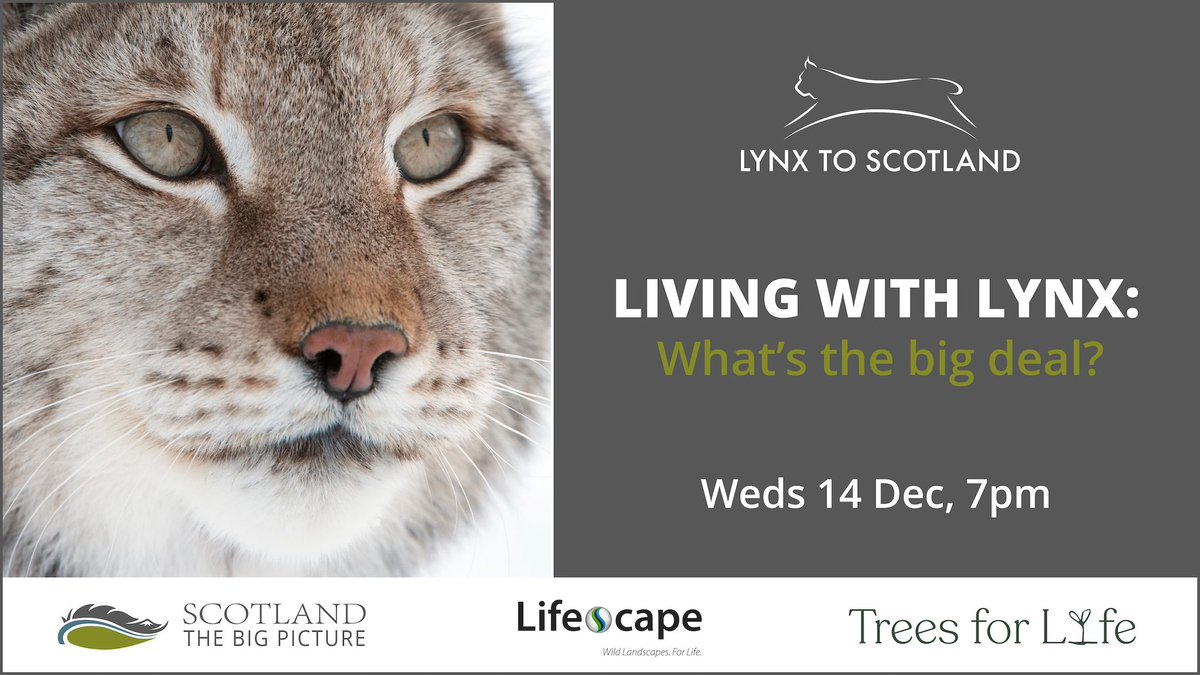 Next week, the #LynxToScotland project is hosting a free webinar. 

The panelists will discuss how animals like the lynx have transformative powers, not only ecologically, but also in their capacity to embody wildness and enrich our lives.

Sign up here: bit.ly/3FbYlRF