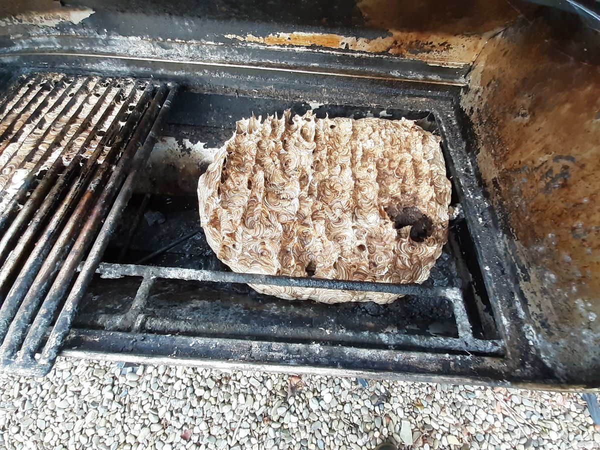 Lcstr_unbugged's tweet photo. It looks like the #wasp season is finally over now.  Here's an interesting location for a nest.  Our customer got a shock when they opened the barbecue! https://t.co/pSK1vioKwt