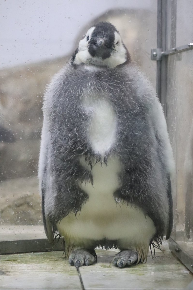 ペンギン雑貨店 ペンギンと Twitterissa ペンギンと のオリジナル壁紙配布ページができました 可愛いペンギンのイラストを是非 待ち受けにご活用下さい スタッフはシンプルなグレーを使用中です T Co F6j4ydva3y ペンギン 待ち受け T