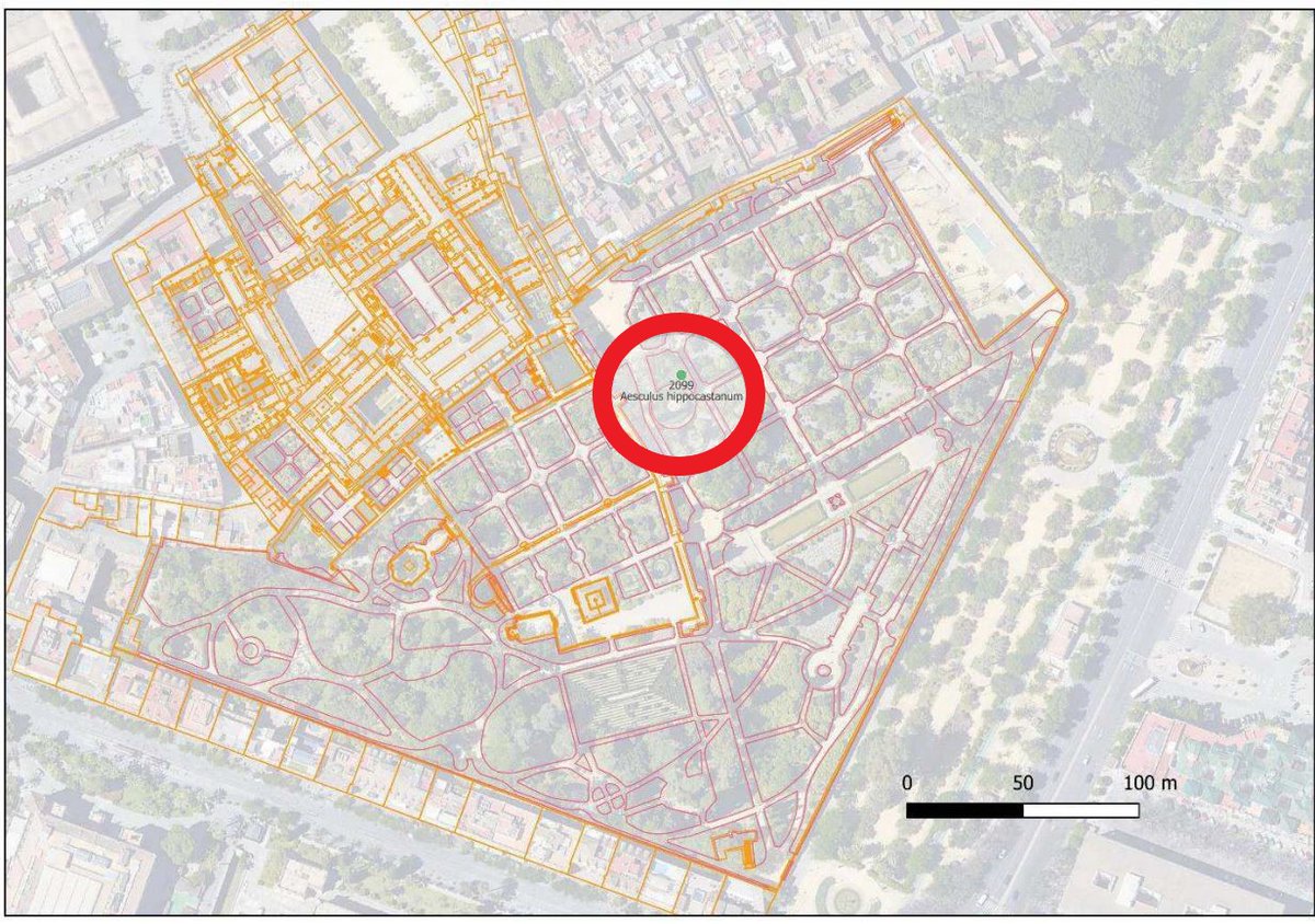 #FichaDeApeo del <a href="/SevillaAlcazar/">Alcázar de Sevilla</a>.
#BienDeInterésCultural que la <a href="/UNESCO_es/">UNESCO en español 🏛️#Educación #Ciencia #Cultura</a> lo declaró #PatrimonioDeLaHumanidad en 1987‼️
Sus #Jardines son los más antiguos de #Sevilla y se supone que su #PatrimonioVerde debería tener un altísimo nivel de protección.
Es increíble pero muy cierto.