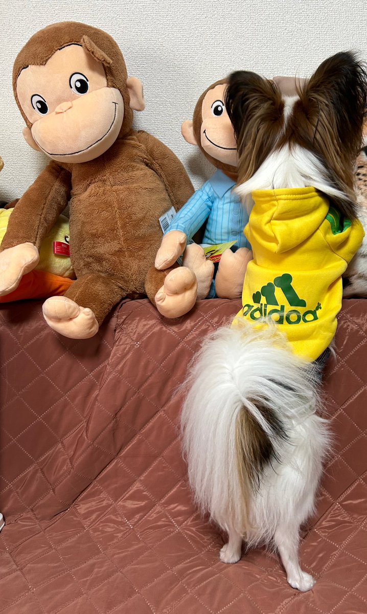 ruurei313's tweet photo. 最近寒くなって
パーカー着てみたよー！
似合うかな？？
えっ、ブラジル？
ちゅむ君は、日本代表の
キーパーなりたかったー⚽️ https://t.co/0bCKv9UN1b