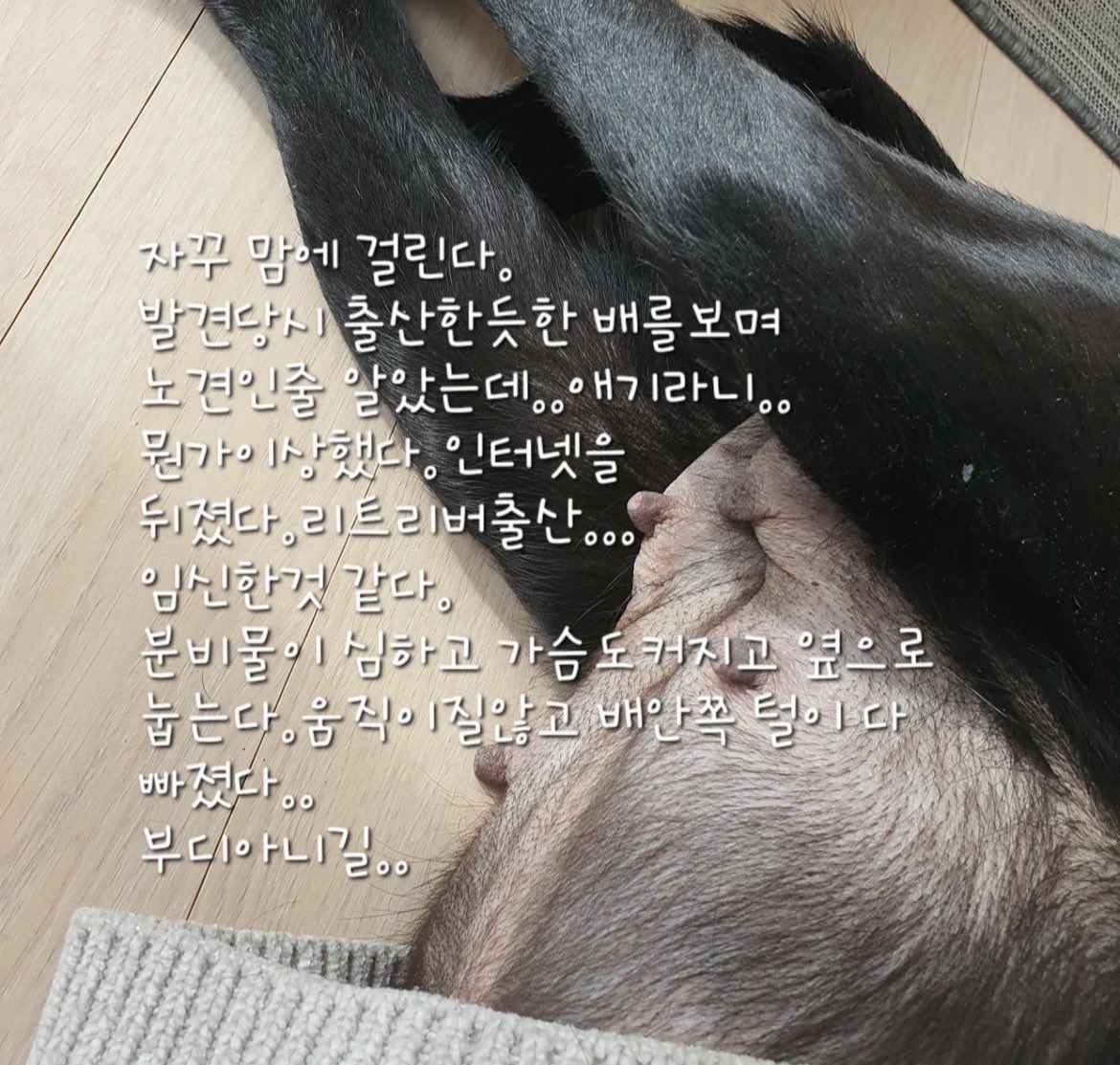 괜찮으시다면 아래 피드 공유 부탁드려도 될까요?  친구의 친구가 구조를 하게 됐는데 이친구가 40살인데 지금 임신 5주예요
원래 같으면 이친구가 구조한 아이 출산까지 도와주고 새끼들도 같이 가족 찾을때까지 봐줄텐데
그럴수 없는 상황이라 도와주실 수 있는 분 찾고 있어요.