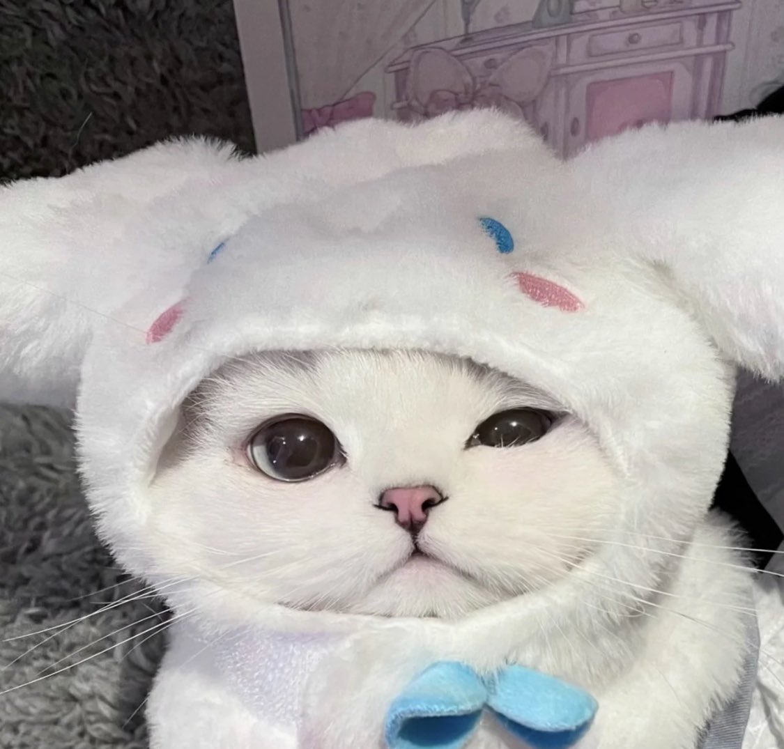 cat with cinnamoroll hat