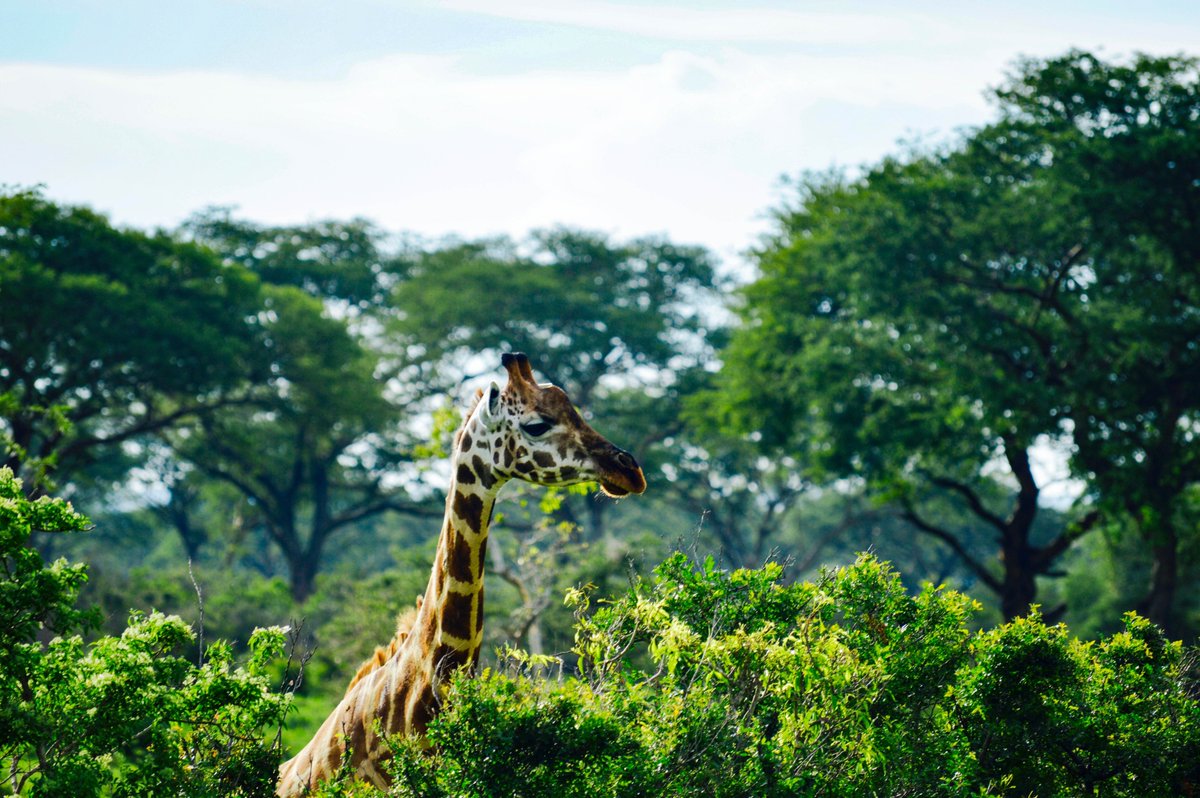 WRI Africa tweet media