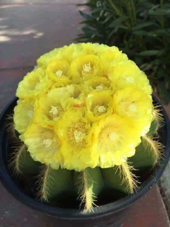 Miranda Jr. tweet media