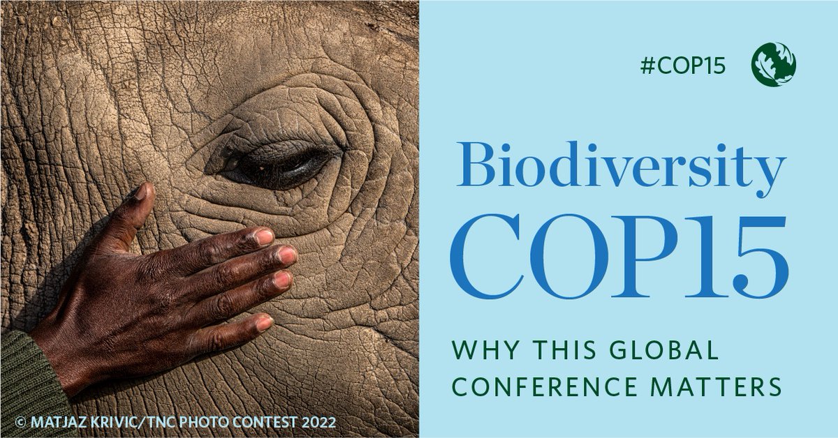 This is the decade to reverse the loss of nature. Beginning today, countries are meeting in Montreal, Canada at #COP15—humanity's chance to write the roadmap for nature's full recovery. Read how humanity can work together towards a #NaturePositive future.

nature.ly/3Hh6eYr