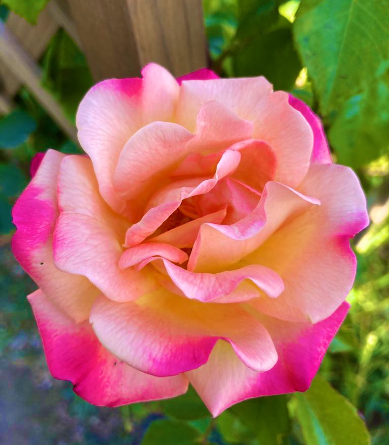 💛A perfect beautiful Rose. For someone special💛

#nannysgardenworld 

#RoseWednesday #roses #garden #flowers #GardeningTwitter