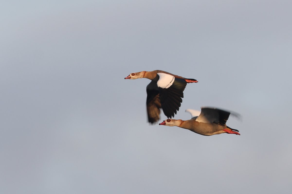 robinmmorrison's tweet image. A couple of Eygptian Geese made a couple of low circuits of #ChardRes @somersetbirds this morning before disappearing to the West.