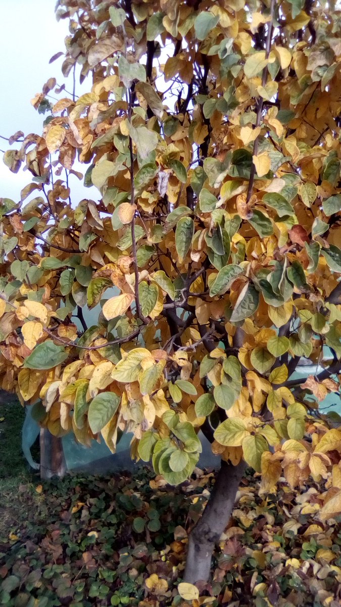 vasy13ionela's tweet photo. #20221207 , #Cydoniaoblonga , #quincetree , #tree , #leaves , #fallingleaves , #yellowleaves , #rustyleaves , #yellow , #rusty , #green , #sky , #blue , #sunnyday , #winter , #nature #📱 #📸 #📷 #🍂 #🍃 #☀️ #🌞 https://t.co/UHc2uwoa6R