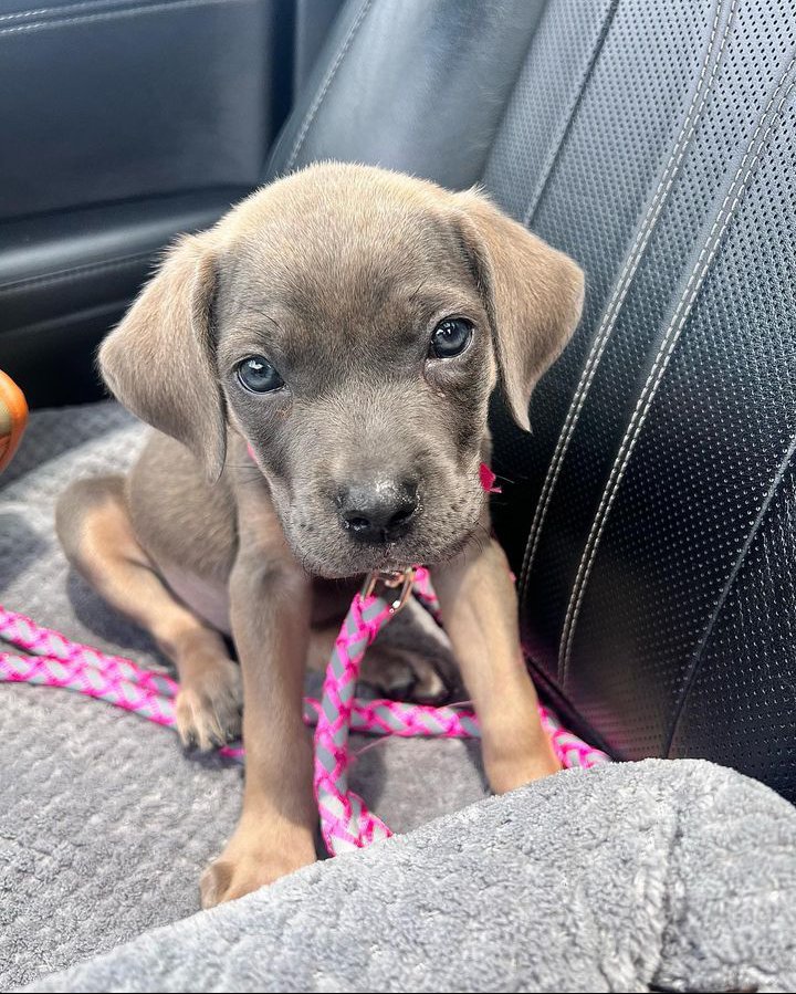 Kayotheraiiider's tweet photo. How it started VS where we at 

My Nova 🥰🥰

#bigdogclub #canecorso #akc #cutedogs #canecorsofans #bigpaws #italianmastiff #nycdogs #7months https://t.co/5QF9WmCLtw
