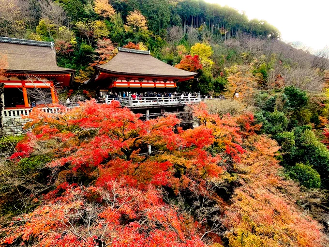 清水寺。落葉だったけどそれでも綺麗で感動〜朝イチで狙ったけど修学旅行もバスツアーも同じ考えでめちゃ混んでた 