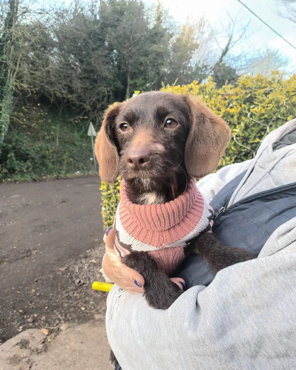 This #DoxieX #PatterdaleX was #found wandering around #RaspberryHill #Iwade #Sittingbourne #Kent today, 7/12. No chip!! What is the matter w/folks? If you recognise this girl, please contact SBC on 01795 417850 or the kennels on 01634 233624. facebook.com/swalestraydogs… #StrayDog