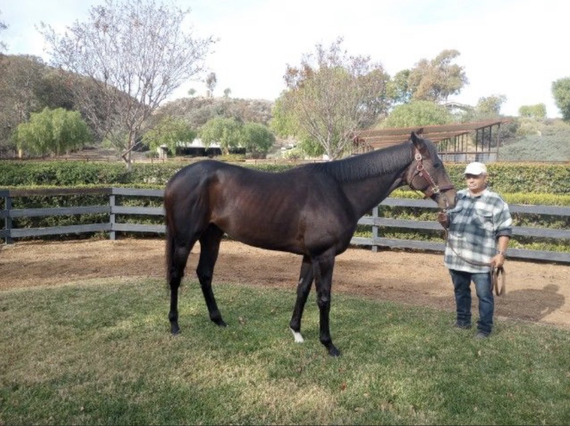 SarahHorsegirl's tweet photo. Hello from Man Among Men #WarFrontColt #ManAmongMen #MyRacehorse https://t.co/SR3Rvec1ss