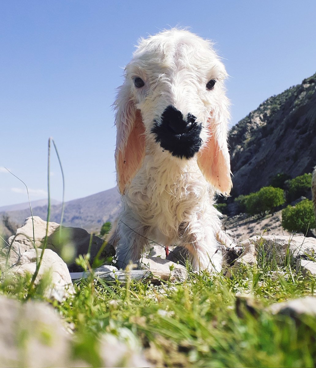 On the 13th day of Nowruz Eid, when we were spending time in the nature with my family, this little lamb was born and I recorded the first day of her life with my camera.😍🐑📸
foundation.app/@SSaharjavidi/…
#NFT
#cute_collection
#collector