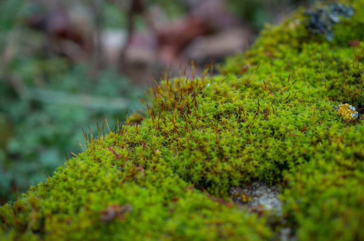 Syntrichia ruralis
A lovely moss easy to identify. So easy that it is in fact one of the few I know! It's also a very beautiful and common bryophyte.

#moss #botany #biodiversity #plants  #NaturePhotography #bryophyte
