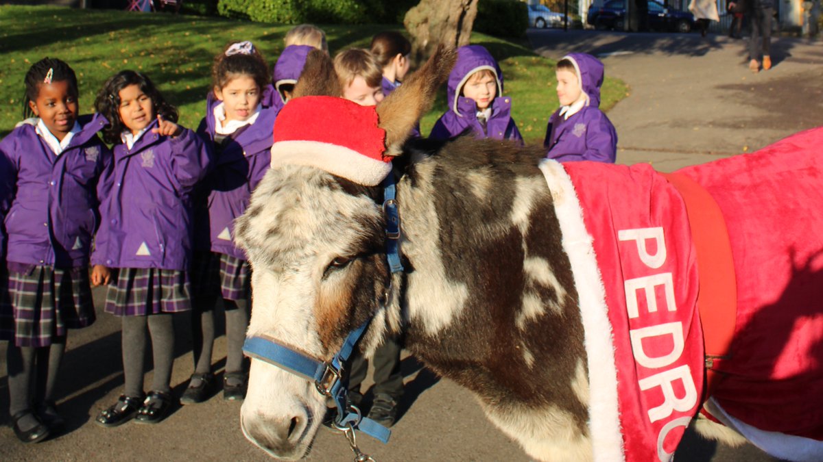 WycliffePrep's tweet photo. Yesterday @WycliffePrep  Pedro the Donkey came to visit Prep.  He was very inquisitive and spent time watching rugby, visiting pupils in the sensory garden and helping out in forest school. https://t.co/jfpF4AaW0W