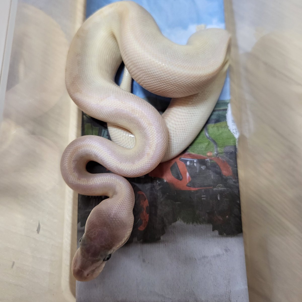 이제 밥 잘먹어서 슬슬 분양글 써야하는 친구들😃