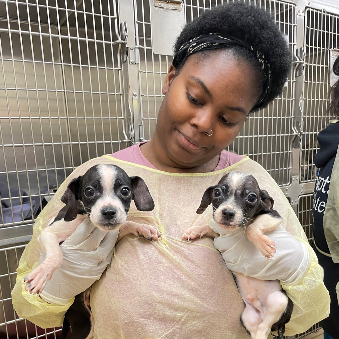 ForsythHumane's tweet photo. Animal Services brought us 73 dogs and puppies.  Before receiving them, we were at full capacity.  We're over capacity and need fosters ASAP.​​​​​​​​
​​​​​​​​
If yes, visit 5570 Sturmer Park Circle TODAY during our 2 to 6.​​​​​​​​
​​​​​
#SaveFursyth #foster #wsnc #winstonsalem https://t.co/AVcqPyskTm