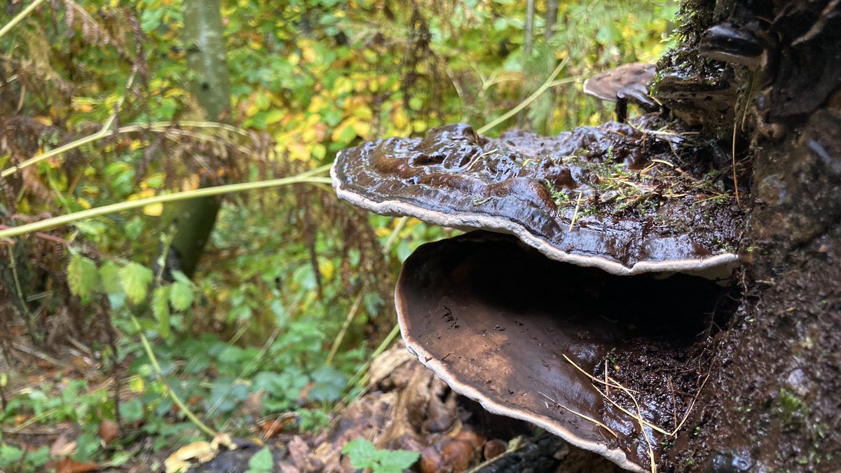 Davidc2827's tweet photo. #mushroom #mushrooms #iphonephotography #bracketfungus #bbcwildlifepotd #naturephotography #naturephoto #nature #macrophotography #macrofotografie #macro #macronature #macrophoto #bracketfungi #moss #mossphotography #natuurfotografie #natuurfotografie #mosslovers #fungi https://t.co/Or46PJmlMM