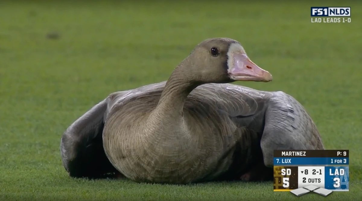 itsfedex's tweet photo. The Dodgers are just going to sign this guy this winter. https://t.co/nHgDm3bNYH