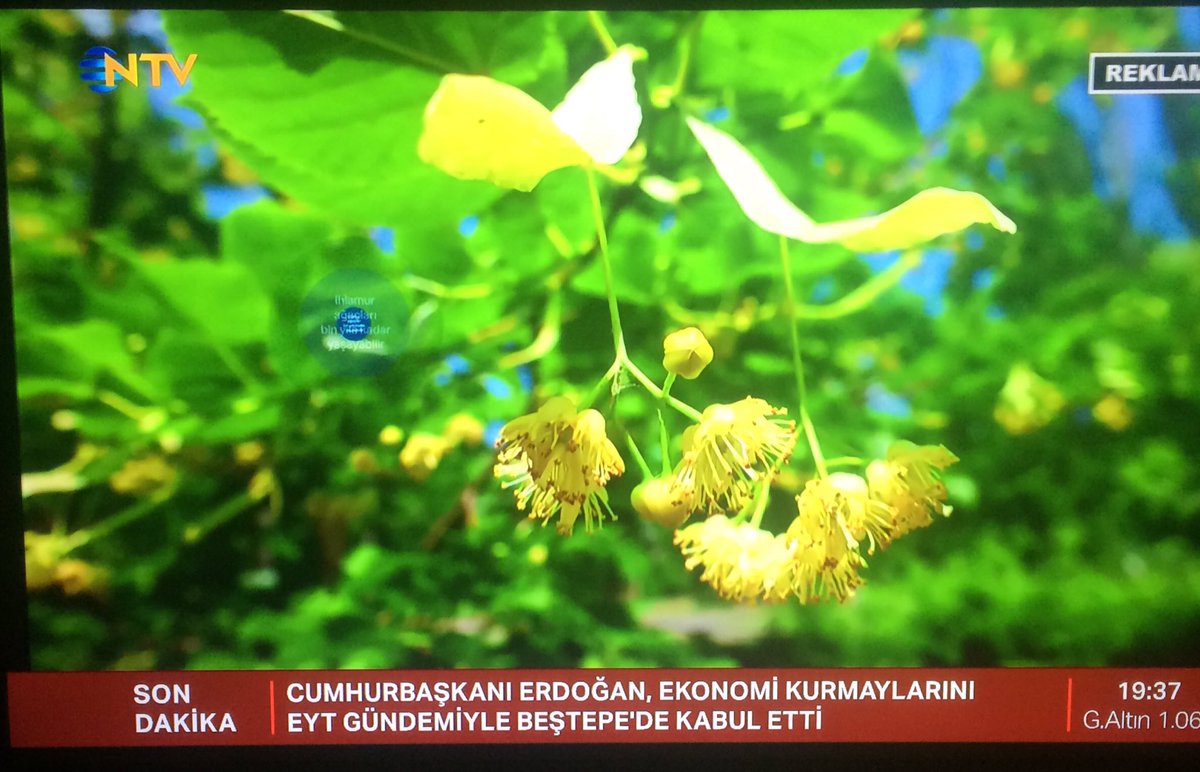 TUNCAY tweet media