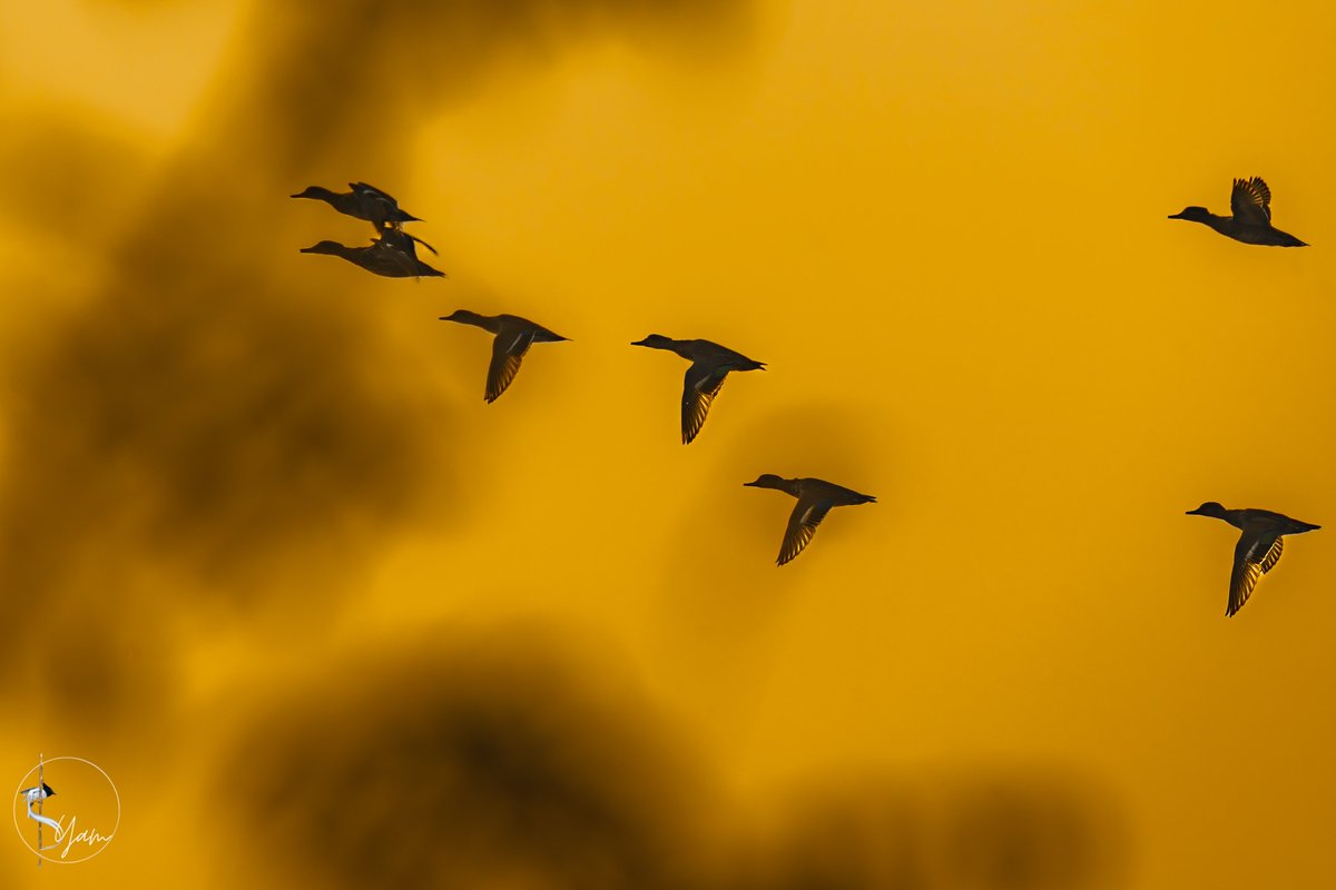 Green-winged Teals
Mokila, Hyderabad, Telangana
Nov2022

#greenwingedteal

instagram.com/syampotturi

#IndiAves #birdwatching #birdphotography #birds #BirdsSeenIn2022 #TwitterNatureCommunity