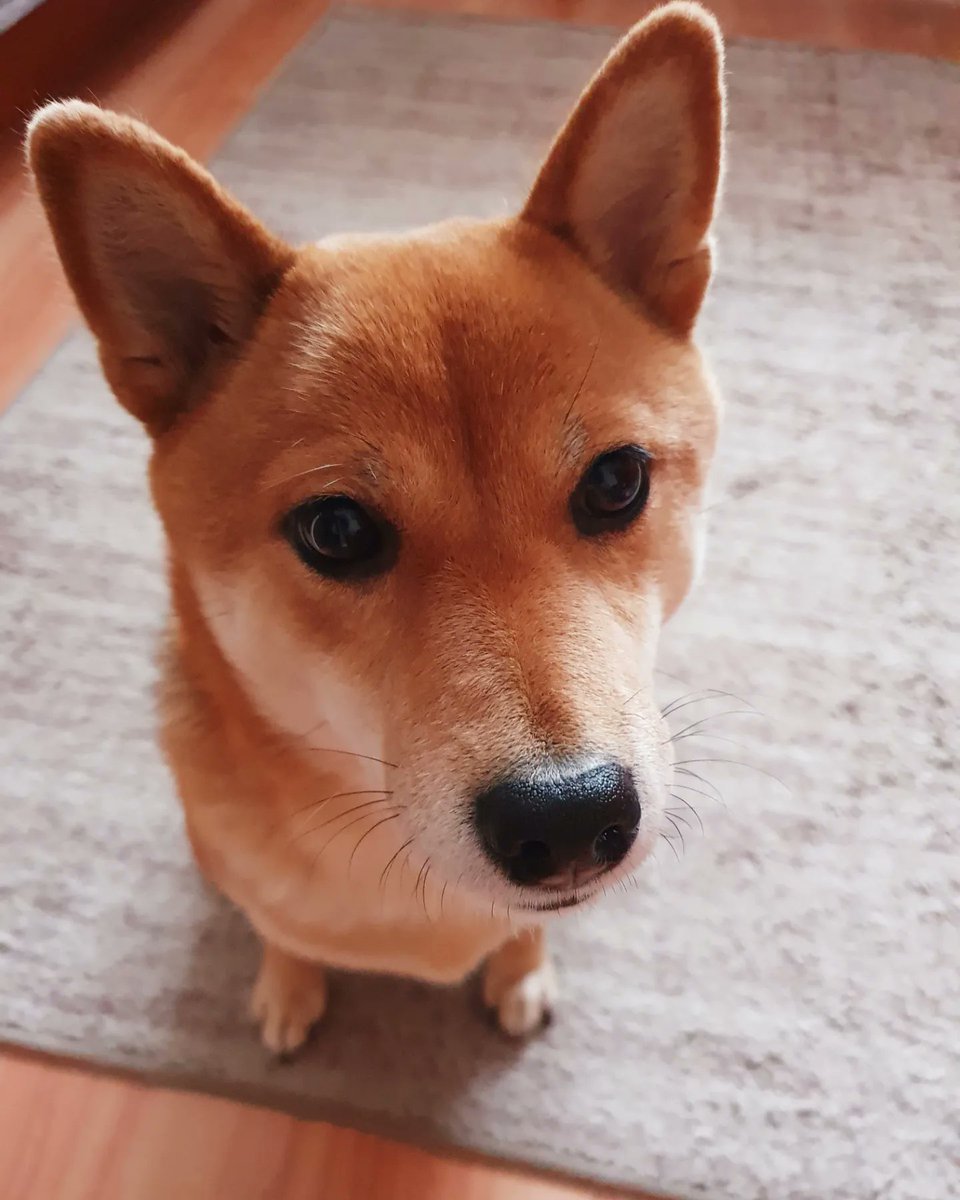 agnessik90's tweet photo. Happy 3rd birthday DORI. Lots of health, energy and treats. And keep being so loved 🥳🎉🐕
#Dori #happybirthdaydog #dog #doglovers #dogoftheday #dogsoftwitter #dogphotography #doglife #dogsofpoland #shibainu #shibadog #shibalove #shibainpoland #shibaintwitter #photography #photo https://t.co/lsmhjomDdr