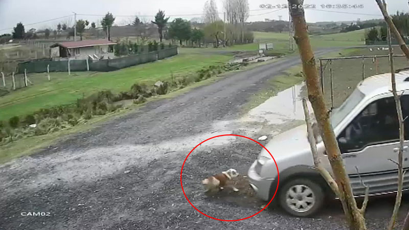 dhainternet's tweet photo. Arnavutköy'de hafif ticari araçla köpeği ezen sürücü yoluna devam etti 
https://t.co/I99JQUm7Zd https://t.co/SorT7WlYAP