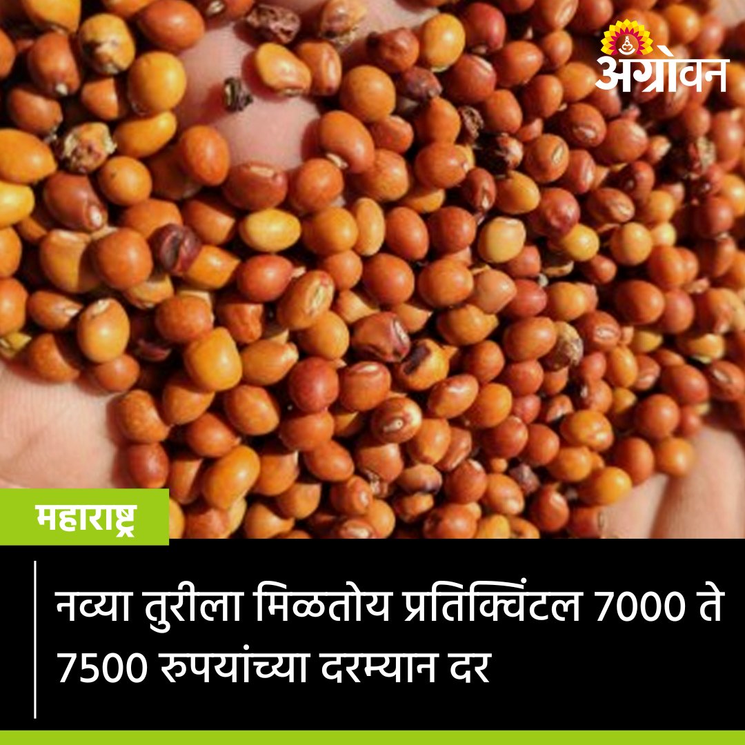 AGROWON's tweet photo. यंदा देशात तुरीचा पुरवठा मर्यादीत राहील. त्यामुळे तुरीला यंदा ७ ते ८ हजार रुपयांच्या दरम्यान दर मिळू शकतो, असा अंदाज तूर बाजारातील अभ्यासकांनी व्यक्त केला.

#farme #Agrowon #TurRate #TurPrice #TurProcurement #TurMarket #APMC #MarketRate #TurImport #TurFarming #RedGram #DailyRates https://t.co/Qwtc476MA1