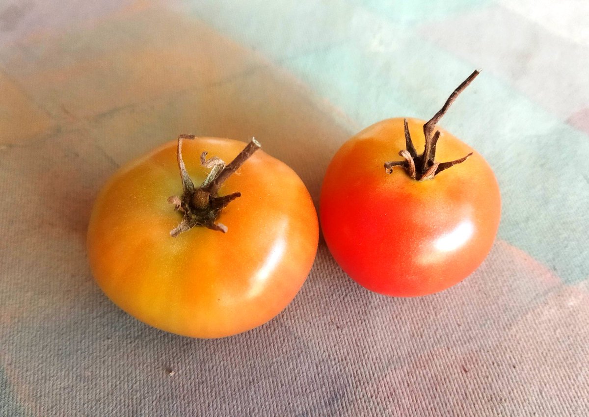Dos tomates cultivados en casa. Símbolo sencillo de la perseverancia, de la paciencia y el entendimiento del tiempo. Un poema en forma de fruto.
#OscarSotilloArte #MásPoesía #MenosFarsantes #SinMáscaras
<a href="/jorgerpsuv/">Jorge Rodríguez</a> <a href="/delcyrodriguezv/">Delcy Rodríguez</a> <a href="/heryckrangel2/">Heryck Rangel</a>