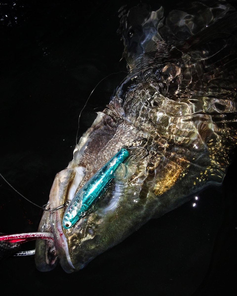 nao_yabuki's tweet image. 【ブログ更新‼︎】
バッキバキのヤツも登場❤️‍🔥
良かったらみてね〜☺️

ベイト豊富な河川!状況に合わせて連発! fimosw.com/u/yabuki1991/u…

#ポジドライブガレージ
#GOSEN
#fimoブログ
#東京湾奥
#ジョーヤブキ
#薮木尚弘