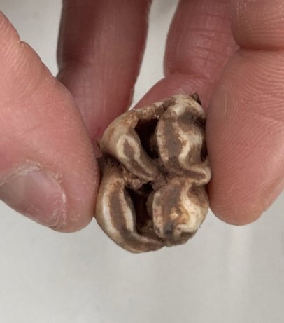 Abdn_Micro's tweet photo. Something unusual in the @NikonInst CT scanner today - Late Pleistocene #reindeer and #bear teeth from Scotland! @WhatKatieDigs @PrehistoricEdge 🐻 🦌 #abdnmicro #corefacility #research #ctscanning #xrays @AbdnLifeScience @UoAGeosciences https://t.co/bMHLYq4std