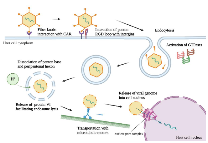 VirusesMDPI's tweet photo. Significance of Preexisting Vector Immunity and Activation of Innate Responses for Adenoviral Vector-Based Therapy
An interesting paper by Wang et al.
👉https://t.co/uwVs3Doq70
#AdenoviralVector #GeneTherapy #VectorVaccine https://t.co/2bXupZuLCg