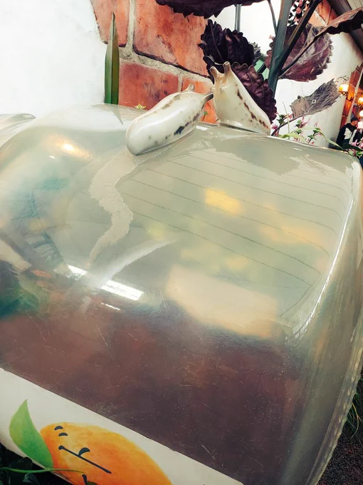 いろんなとこに虫がなめくじはちゃんと粘液がついてる 