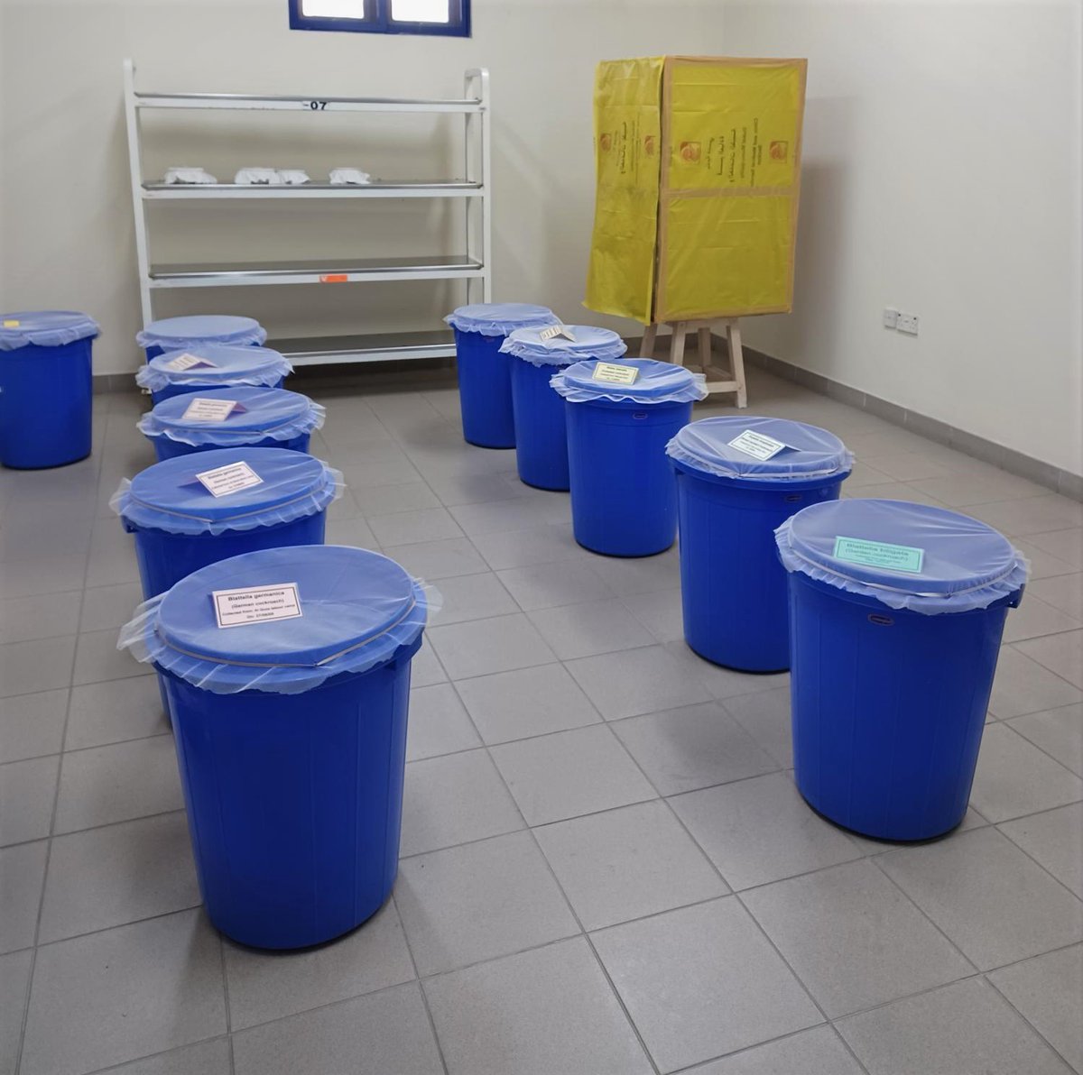 BiogentsAG's tweet photo. During their stay in Dubai Petra and Will also had a meeting with the Dubai municipality and its Public Health Sector. Dr El Mahi showed them around their mosquito lab. Interesting fact: they feed their mosquitoes on pigeons.
#Dubai #mosquitolab #mosquitobreeding #mosquitolarvae https://t.co/dm9nkBwxGy