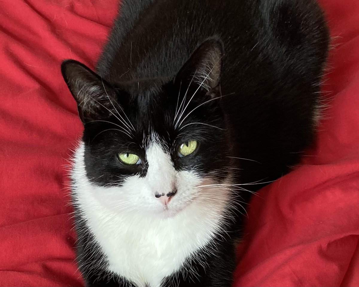 Arsenal Davey tweet media