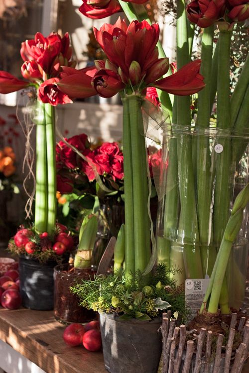 ladevents's tweet photo. What's your favorite holiday plant?

#loveAmaryllis 
#holidaydecor https://t.co/FvOfUenRoq